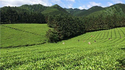 農(nóng)業(yè)部牽頭成立中國(guó)茶產(chǎn)業(yè)聯(lián)盟，公司選為副理事長(zhǎng)單位